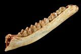 Eocene Ruminant (Lophiomeryx?) Jaw Section - France #155951-2